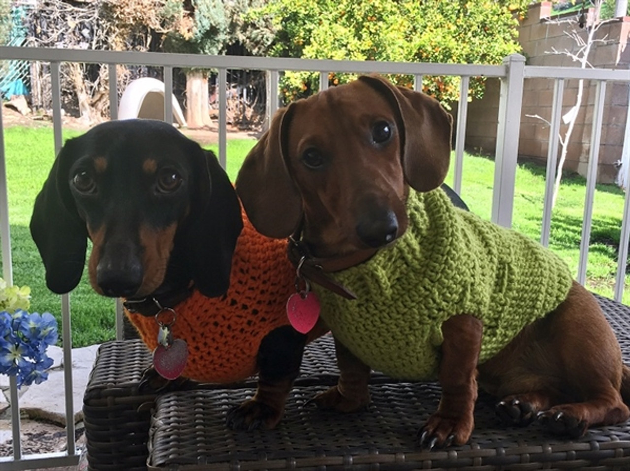 ann taylor dog sweater