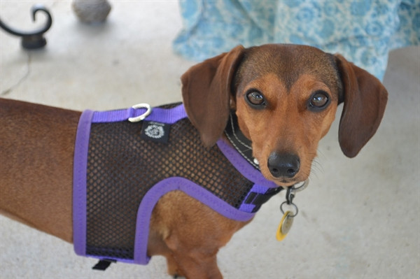 mini dachshund harness