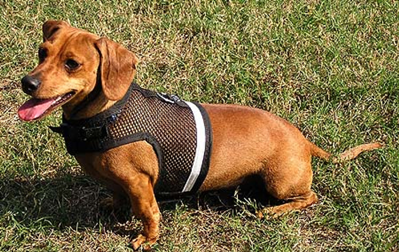 Weenie dog harness Clearance