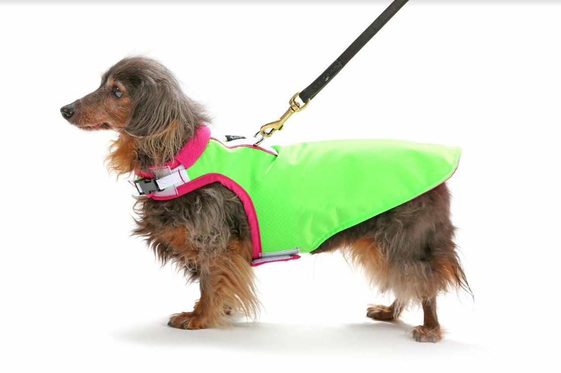 dachshund raincoat