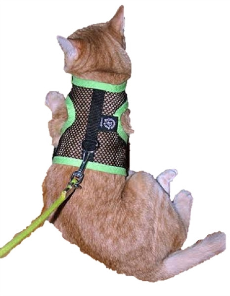 personalized cat harness