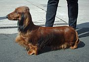 A long-haired standard Dachshund