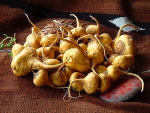 maca-root.jpg