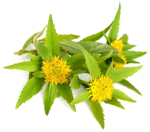 rhodiola2.jpg