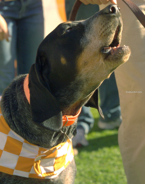 Tennessee Volunteers Smokey Mascot 14 Vols NCAA College Football CHOICES