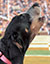 ut-smokey-03-utsmk03-11x14-stadiumart.com-50px.jpg