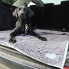 Henry Wag Microfibre Noodle Pet Mat Lifestyle