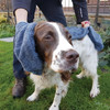 Henry Wag Microfibre Pet Towel Glove Lifestyle