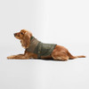 Olive/Khaki Barbour Brampton Quilted Dog Coat on dog