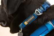 Staying Safe with Dog Collars