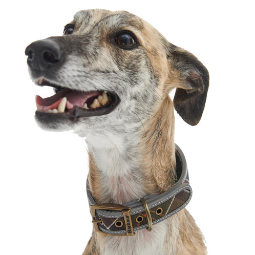 Barbour Comfort Lurcher Collar Model