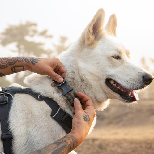 Basalt Gray Ruffwear Front Range Dog Harness