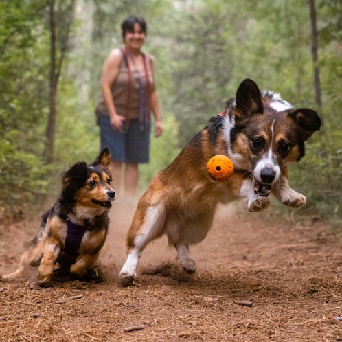 Campfire Orange Ruffwear Turnup Dog Toy Lifestyle