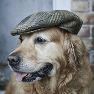 Dog Walking Hats