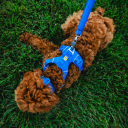 Dog Harnesses