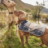 Barbour Dog Accessories