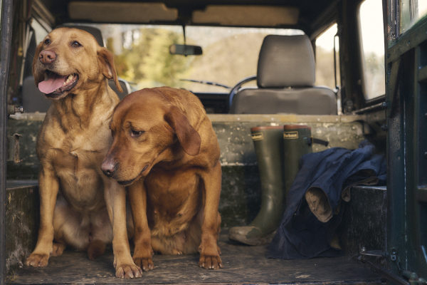 When Is It Too Cold to Walk Your Dog