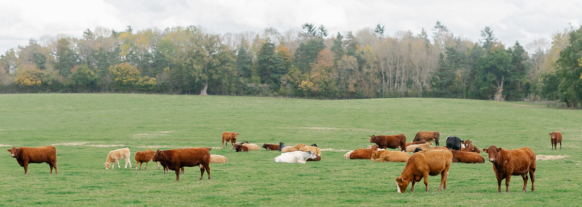 albert-and-maurice-sustainability-in-countryside