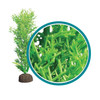 Weco Products Marine Pro Series Bushy Kelp Aquarium Plant Green, 1ea/12 in