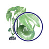 Weco Products Freshwater Series Tiger Lotus Aquarium Plant Green, 1ea/18 in