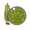 Weco Products Freshwater Series Foxtail Aquarium Plant Green, 1ea/12 in