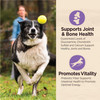 Wellness Core Digestive Health 24Lb Age Advantage Chicken Brown Rice
