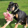 Kong Phatz Dog Toy - Pig