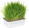 Gimborn Cat-A'bout Cat Grass Plus Multi-Cat 1 count