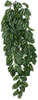 Komodo Two-Tone Hanging Vine Terrarium Plant Small - 1 count
