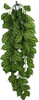 Komodo Two-Tone Hanging Vine Terrarium Plant Small - 1 count
