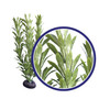 Weco Products Freshwater Series Anacharis Aquarium Plant Green, 1ea/6 in
