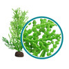 Weco Products Marine Pro Series Giant Halimeda Aquarium Plant Green, 1ea/12 in