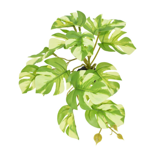 Komodo Standing Varigated Monstera Plant 1ea/5 in