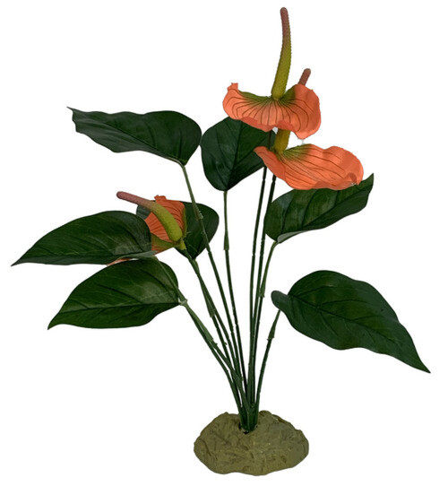 Komodo Anthurium Bush W/ Gravel 1Ea