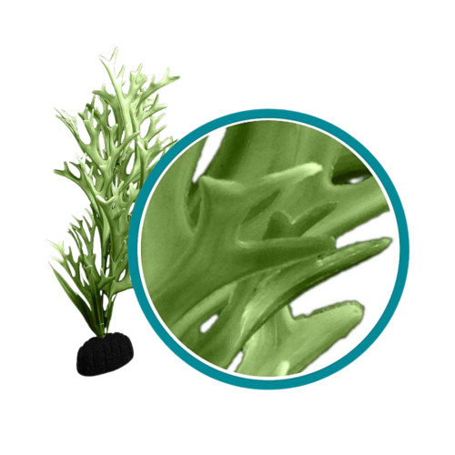 Weco Products Marine Pro Series Giant Kelp Aquarium Plant Green, 1ea/6 in, Giant