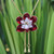 Gold Plated Natural Orchid Necklace from Thailand 'Scarlet Dancer'