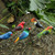 Set of 5 Brazilian Bird Ornaments for Display 'Birds in My Garden'