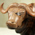 Polished Ebony Wood Statuette of Horned Cow from Ghana 'African Buffalo'