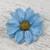 Natural Aster Flower Brooch in Sky Blue from Thailand 'Let It Bloom in Sky Blue'