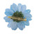 Natural Aster Flower Brooch in Sky Blue from Thailand 'Let It Bloom in Sky Blue'