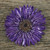 Handmade Natural Blue-Violet Gerbera Brooch from Thailand 'Splendid Petals in Violet'