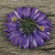 Handmade Natural Blue-Violet Gerbera Brooch from Thailand 'Splendid Petals in Violet'