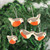 Wool Felt Bird Ornaments from India Set of 5 'Holiday Song'