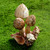 Hand Made Jempinis Wood Mushroom Sculpture 'Living Mushrooms''
