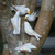 White Wood Dove Ornaments Set of 5 'Hope Doves'