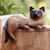 Signed Suar Wood Cat Statuette from Bali 'Overthinking Cat'