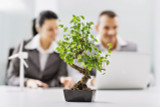 Why Plants Are Important to Your Office Space