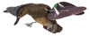 Avian X (gsm) Powerflight, Avian Avxpflht     Powerflight Hen Grnwinged Teal