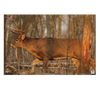 Birchwood Casey Eze-scorer, Bir 37481          Ezescorer 23x35 Whtetl Deer 2pk