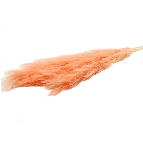 Pampas Stem Dadang Hd 70-90 l120.0 Peach